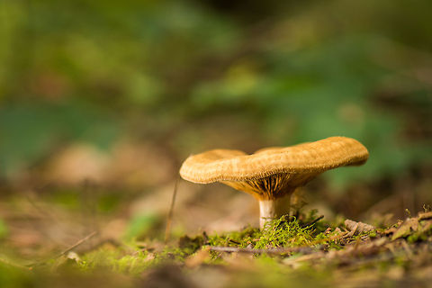 Short stem, large orange hat fungus in Heeswijk-Dintherse Bossen, Netherlands Species under investigation. Europe,Heeswijk,Macro,Netherlands,Paxillus Involutus,Paxillus involutus,autumn