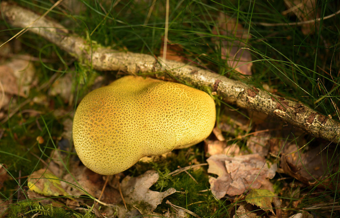 Common Earthball at peak maturity Currently, I'm seeing hundreds of these in local forests, but many are damaged or already burst. This one was quite a nice specimen, at maximum size, health and color so it seems. I had always though that the greyish and yellow earth balls are different species, but apparently they are not. In dutch, they are called "Yellow Potato Balls".  Common Earthball,Europe,Heeswijk,Macro,Netherlands,Scleroderma citrinum,autumn