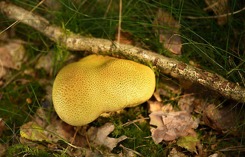 Common Earthball at peak maturity Currently, I'm seeing hundreds of these in local forests, but many are damaged or already burst. This one was quite a nice specimen, at maximum size, health and color so it seems. I had always though that the greyish and yellow earth balls are different species, but apparently they are not. In dutch, they are called "Yellow Potato Balls".  Common Earthball,Europe,Heeswijk,Macro,Netherlands,Scleroderma citrinum,autumn