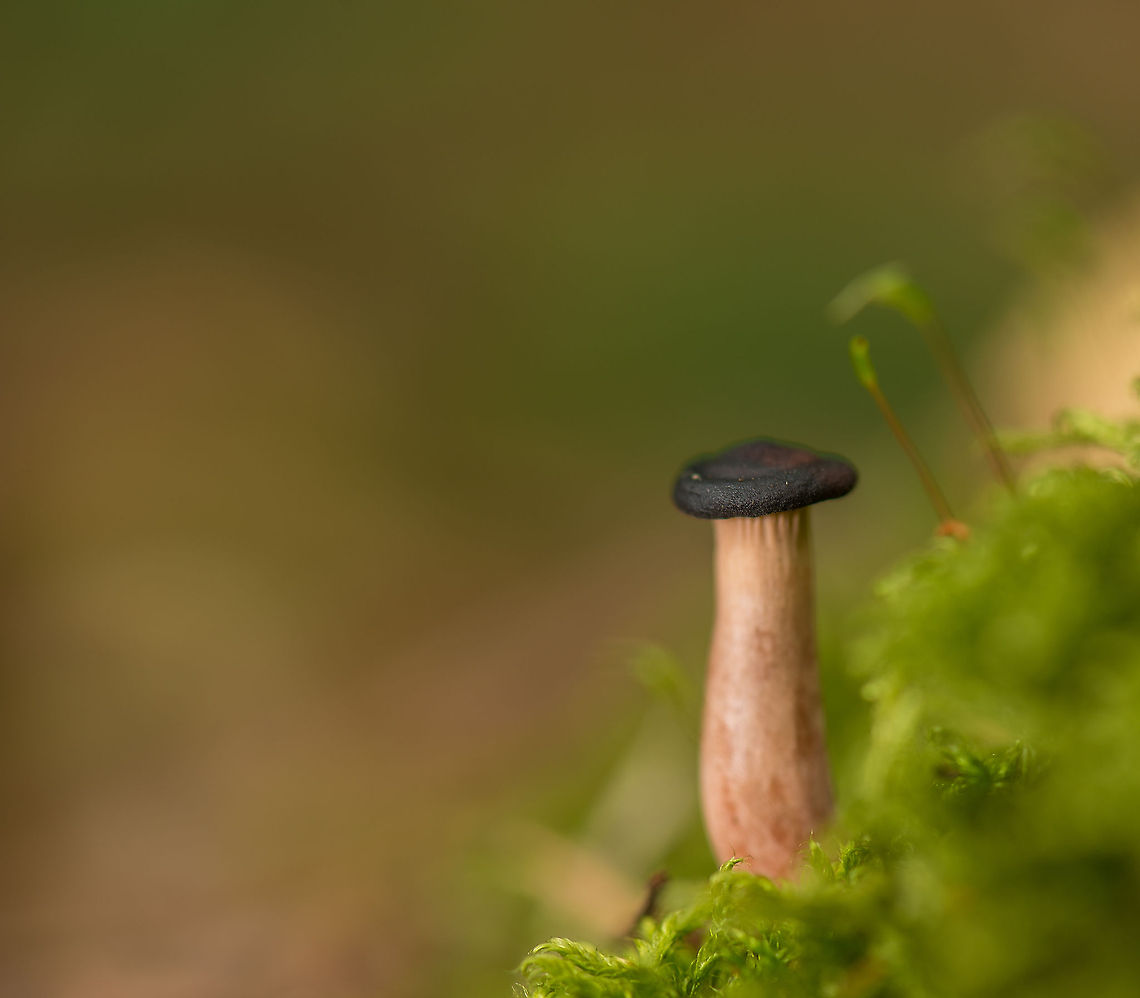 Black small hat, pinkish stem small fungi growing on moss I suppose it is some kind of young fungus. Would love to know what it is, because I find it has an interesting appearance. An expert has identified it as a young Lactarius (milk-cap) that was already stopped into further maturing. Europe,Heeswijk,Macro,Netherlands,autumn