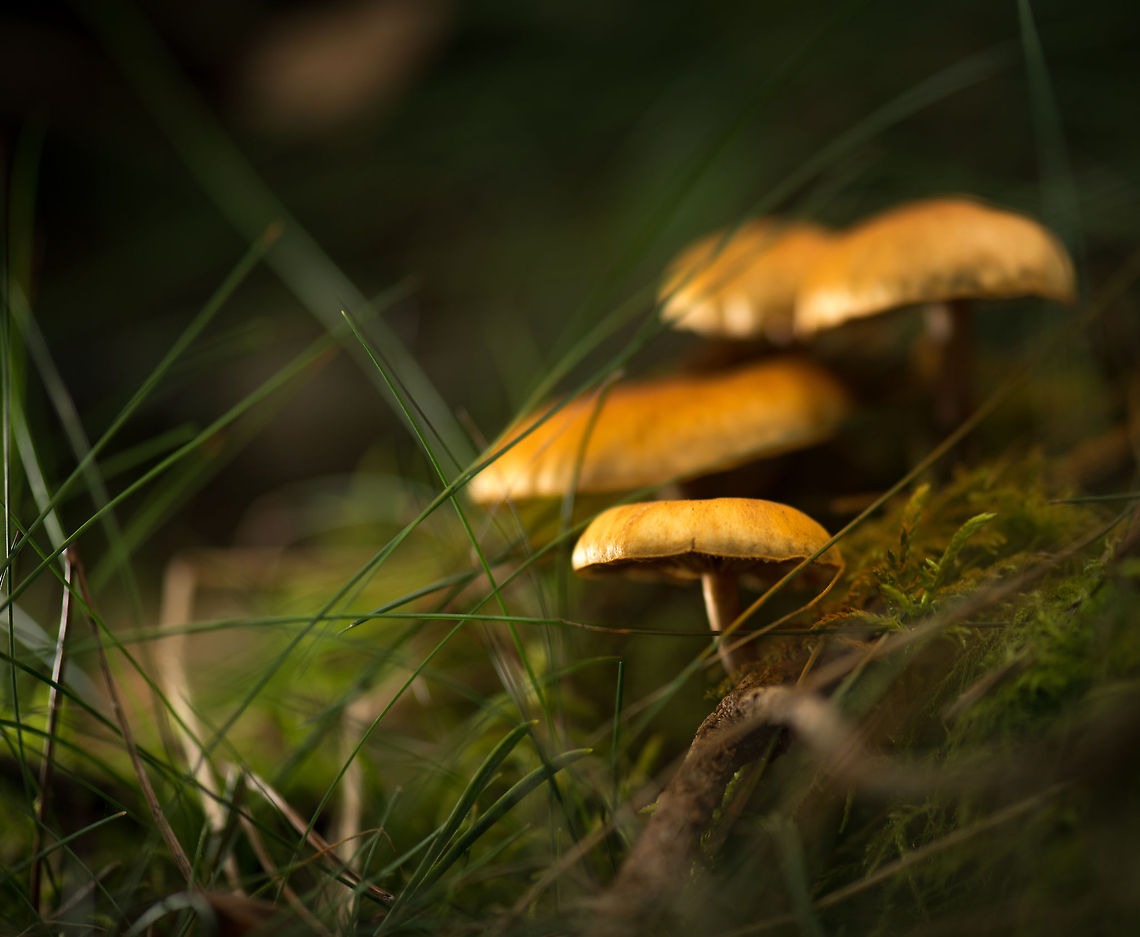 Bright orange-cap, stemmed and gilled fungi, Heeswijk-Dintherse Bossen ID confirmed by expert. It seems these fungi only just dropped their orange spores, which would normally be distributed by the wind. If you look closely you can see the moss covered in orange. Europe,Heeswijk,Macro,Netherlands,autumn