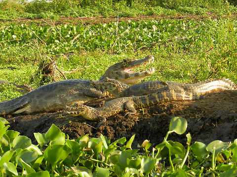 Caiman generations Three caiman varying in size and age group together to cool down after a large meal. Caiman cool down by exhausting heat by their mouth. Brazil,Caiman,Caiman yacare,Pantanal,Reptiles,Yacare caiman
