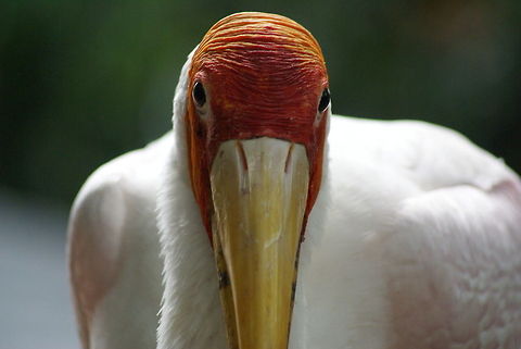 Milky Stork closeup Found at the Kuala Lumpur bird park. Birds,Geotagged,Malaysia,Milky Stork,Mycteria cinerea,Stork
