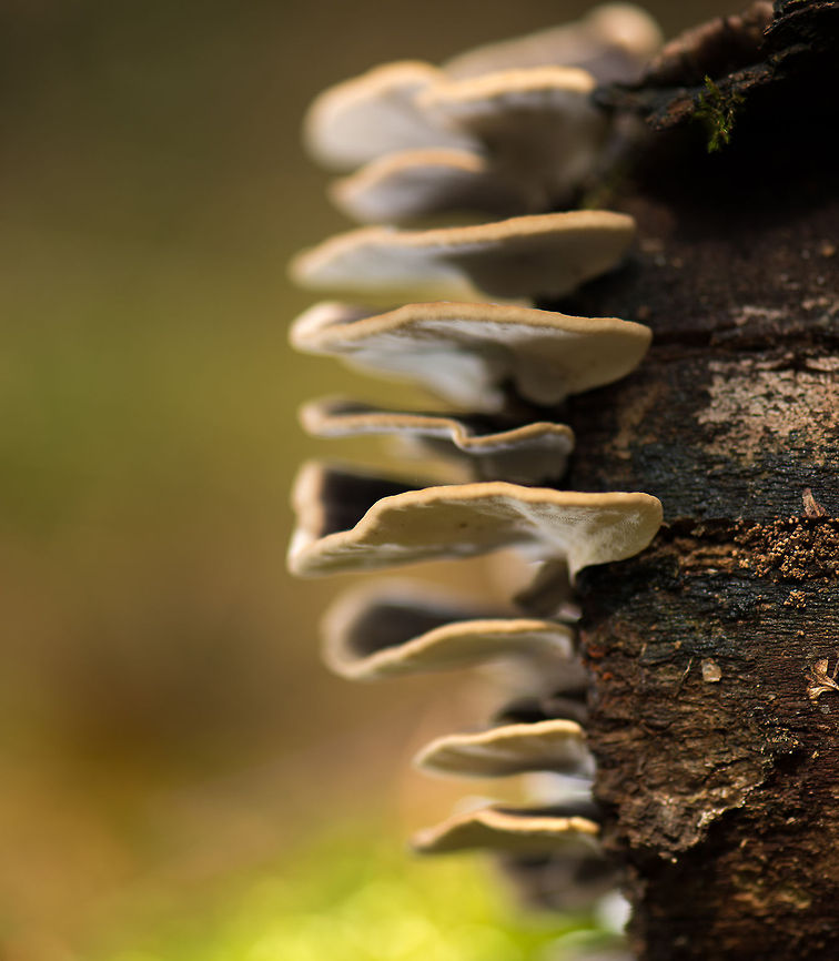 Smoky Bracket side view, Heeswijk-Dintherse Bossen, Netherlands  Bjerkandera adusta,Europe,Heeswijk,Macro,Netherlands,Smoky Bracket