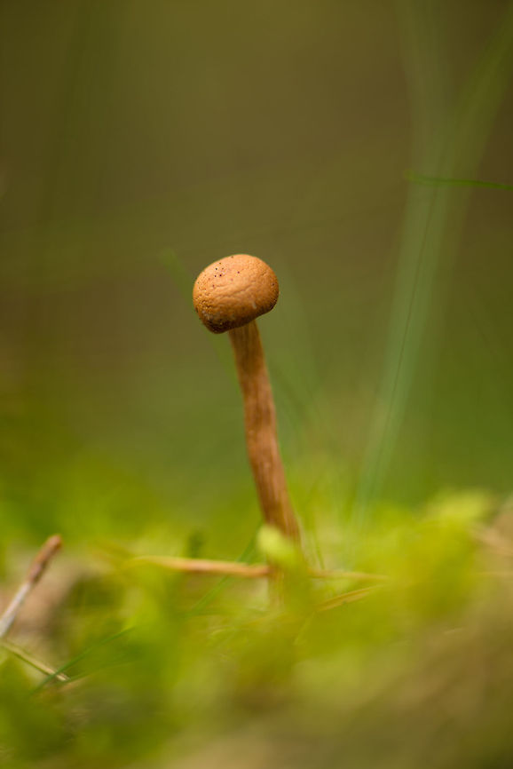Young Scurfy Deceiver, Netherlands Another tough one to identify. I based my theory on its stem (wood-like), and some reference photos, for example:<br />
<a href="http://vroegevogels.vara.nl/typo3temp/pics/08f66f6405.jpg" rel="nofollow">http://vroegevogels.vara.nl/typo3temp/pics/08f66f6405.jpg</a> Europe,Heeswijk,Laccaria proxima,Macro,Netherlands,Scurfy Deceiver