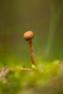 Young Scurfy Deceiver, Netherlands Another tough one to identify. I based my theory on its stem (wood-like), and some reference photos, for example:
http://vroegevogels.vara.nl/typo3temp/pics/08f66f6405.jpg Europe,Heeswijk,Laccaria proxima,Macro,Netherlands,Scurfy Deceiver
