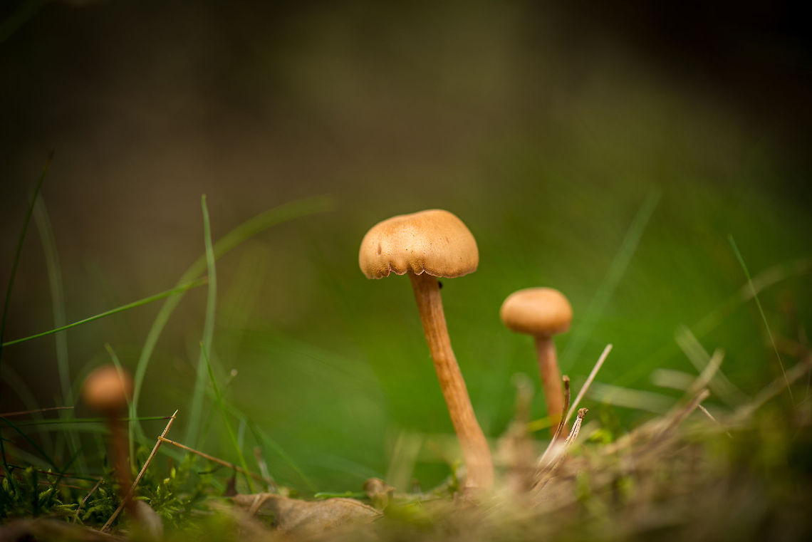 Three Scurfy Deceivers (presumed), Netherlands  Europe,Heeswijk,Laccaria proxima,Macro,Netherlands,Scurfy Deceiver,autumn