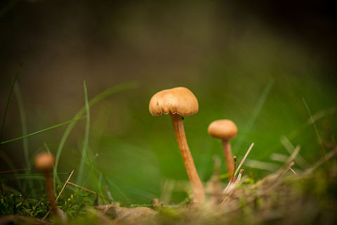Three Scurfy Deceivers (presumed), Netherlands  Europe,Heeswijk,Laccaria proxima,Macro,Netherlands,Scurfy Deceiver,autumn