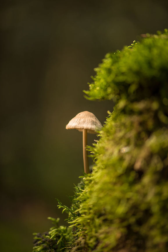 Rosy-gill fairy helmet growing on moss, Netherlands Species identified with the help of an expert as a likely match. Europe,Heeswijk,Macro,Mycena galericulata,Netherlands,autumn