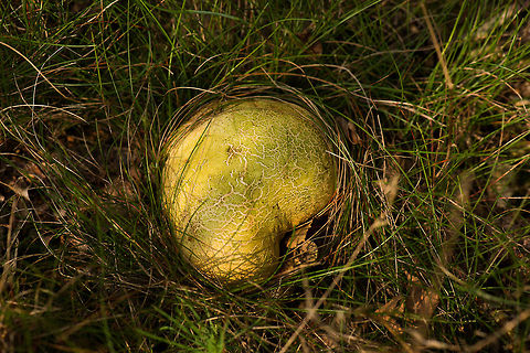 Top view of a large Common Earthball  Common Earthball,Europe,Heeswijk,Macro,Netherlands,Scleroderma citrinum