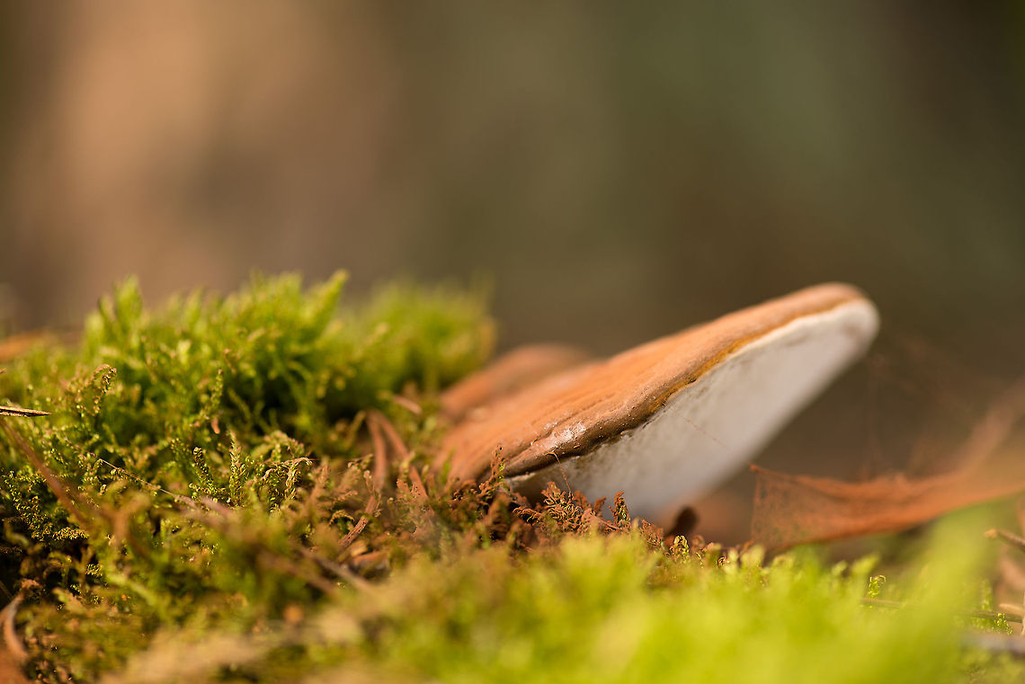 Artist's Fungus with exposed brown spores Found in the Heeswijk-Dinther forest. I used a remote flash unit to lit the bottom of this fungus. Artist's Fungus,Europe,Ganoderma applanatum,Heeswijk,Macro,Netherlands,autumn