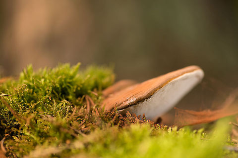 Artist's Fungus with exposed brown spores Found in the Heeswijk-Dinther forest. I used a remote flash unit to lit the bottom of this fungus. Artist's Fungus,Europe,Ganoderma applanatum,Heeswijk,Macro,Netherlands,autumn