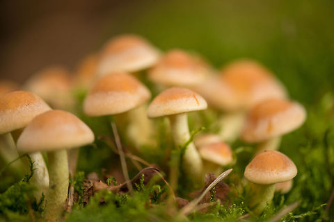 Macro of cluster of young Sulphur Tuft, Netherlands  Europe,Heeswijk,Hypholoma fasciculare,Macro,Netherlands,Sulphur tuft