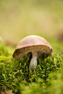 Birch bolete in Heeswijk-Dinther, Netherlands Sorry for the focus error. This is likely a Birch Bolete in poor shape. It has collapsed under its own weight and probably is also infected by a mould, judging from its stem. Europe,Heeswijk,Leccinum scabrum,Macro,Netherlands,autumn
