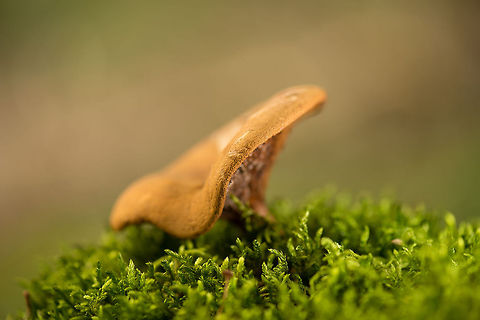 Orange curved-hat, gilled fungus growing on moss, Netherlands Species under investigation. Brown roll-rim,Europe,Heeswijk,Macro,Netherlands,Paxillus involutus,autumn