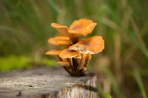 Flammulina velutipes growing on wooden bench I'm learning the hard way that when you photograph fungi and want to increase the odds of every identifying it, it is important to collect specific characteristics, a key one being identifying on what the fungi is growing. It can exclude many species. Europe,Flammulina,Flammulina velutipes,Heeswijk,Macro,Netherlands,autumn