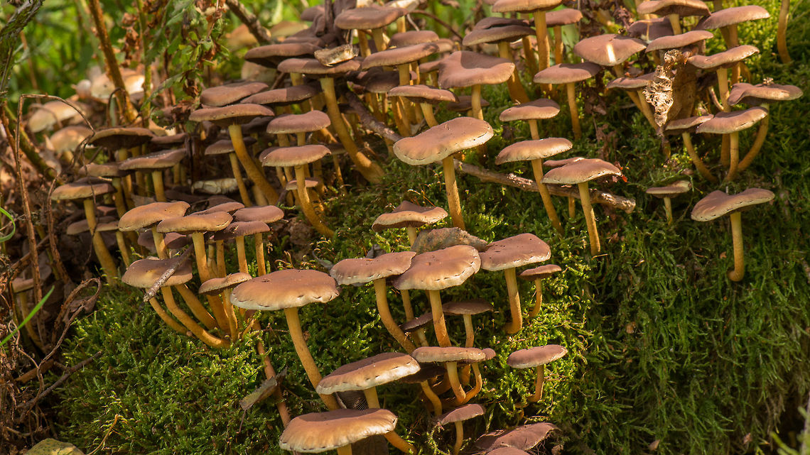 Sulphur tuft cluster on moss-covered tree This is a HDR of 3 bracketed images, the 1st time I used my new tripod in the field. This scene also taught me something about fungi: timing matters. I returned to the exact same spot 2 weeks later, only to find absolutely nothing there at all. Not a single trace of them. I&#039;m sure they were not removed by humans as there is no point in doing so, and this is a remote area of wild growth (where I shouldn&#039;t even be, I was effectively trespassing). Europe,Heeswijk,Hypholoma fasciculare,Macro,Netherlands,Sulphur tuft