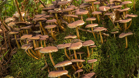 Sulphur tuft cluster on moss-covered tree This is a HDR of 3 bracketed images, the 1st time I used my new tripod in the field. This scene also taught me something about fungi: timing matters. I returned to the exact same spot 2 weeks later, only to find absolutely nothing there at all. Not a single trace of them. I'm sure they were not removed by humans as there is no point in doing so, and this is a remote area of wild growth (where I shouldn't even be, I was effectively trespassing). Europe,Heeswijk,Hypholoma fasciculare,Macro,Netherlands,Sulphur tuft
