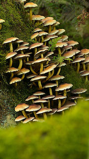 Sulphur tuft "city", Netherlands  Europe,Heeswijk,Hypholoma fasciculare,Macro,Netherlands,Sulphur tuft,autumn