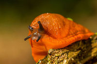 Huge Orange Red Slug macro Found in the forest of Heeswijk-Dinther. It is rare for them to become so huge and so bright orange. Arion rufus,Europe,Heeswijk,Macro,Netherlands,Red slug