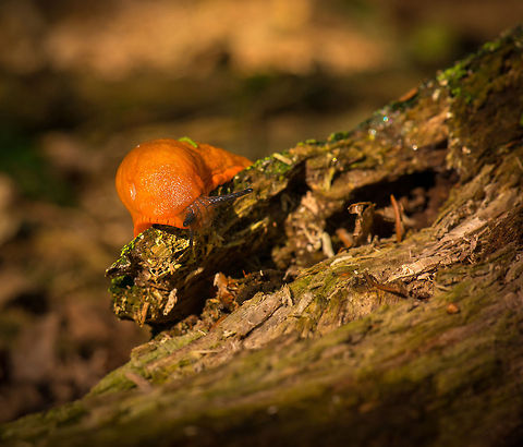 Red Slug crawling on rotten wood This species is very sensitive to dehydration, so it will only crawl after a shower, or after somebody like me bringing it to life by poking it. Sorry, snail.

Initial state:
http://www.jungledragon.com/image/22961/the_thing.html

Coming to life:
https://www.youtube.com/watch?v=qx9z2CROsU0

Side view:

http://www.jungledragon.com/image/22959/side_view_of_a_large_red_slug.html
Closeup:

http://www.jungledragon.com/image/22957/huge_orange_red_slug_macro.html Arion rufus,Europe,Heeswijk,Macro,Netherlands,Red slug,autumn