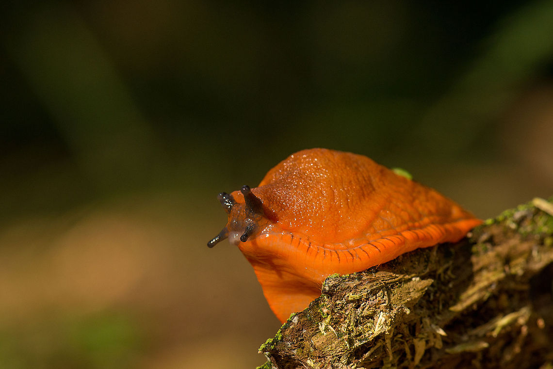 Side view of a large Red slug Found in the forest of Heeswijk-Dinther. Arion rufus,Europe,Heeswijk,Macro,Netherlands,Red slug