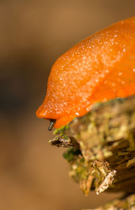 Fear of heights Sorry for the poor focusing, but I found the worried look of this Red Slug quite funny. Europe,Heeswijk,Macro,Netherlands