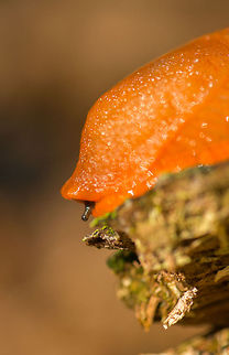 Fear of heights Sorry for the poor focusing, but I found the worried look of this Red Slug quite funny. Europe,Heeswijk,Macro,Netherlands