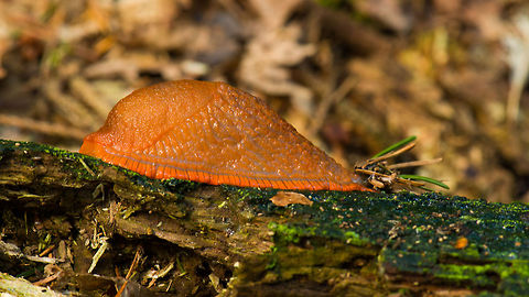 The "Thing" So, I was on a fungi trip in a forest nearby and about to head home when I got distracted by something orange in the distance. I though I had stumbled upon an orange ball-like fungus, but as I got closer it looked a little too "perfect" for that. Out of curiosity, and with some slight fear, I gently poked it with a stick. Here's what happened next:
https://www.youtube.com/watch?v=qx9z2CROsU0

Pretty freaky, me believes. It turns out it is a red slug, and quite a nice one, they rarely get this big or this bright orange. Arion rufus,Europe,Heeswijk,Macro,Netherlands,Red slug