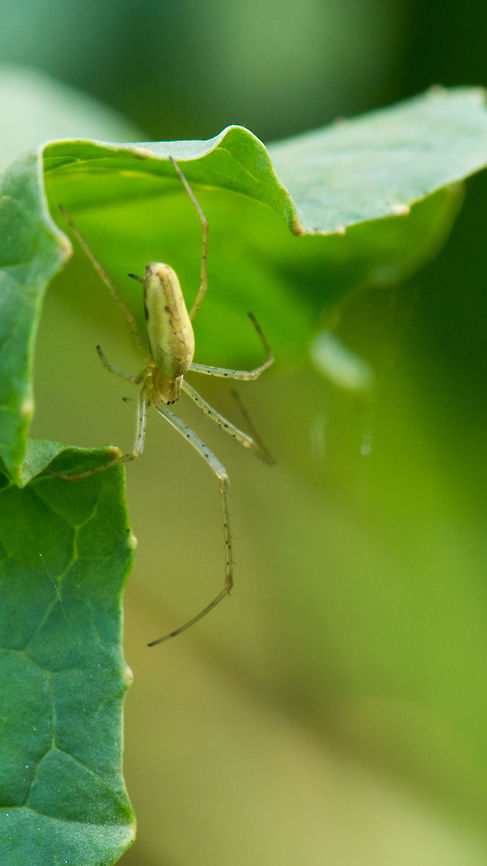 Long-jawed Orb Weaver in Heeswijk-Dinther, Netherlands  Europe,Heeswijk,Long-jawed Orb Weaver,Macro,Netherlands,Tetragnatha extensa