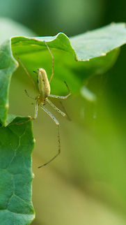 Long-jawed Orb Weaver in Heeswijk-Dinther, Netherlands  Europe,Heeswijk,Long-jawed Orb Weaver,Macro,Netherlands,Tetragnatha extensa