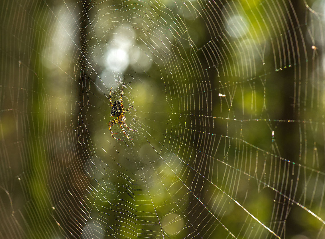 European garden spider with a supersized web One of the largest webs I have seen for a European Garden spider. Found in an undisturbed open area in the woods, which may explain it. Shot against the light with a tripod. Araneus diadematus,Europe,European garden spider,Heeswijk,Macro,Netherlands