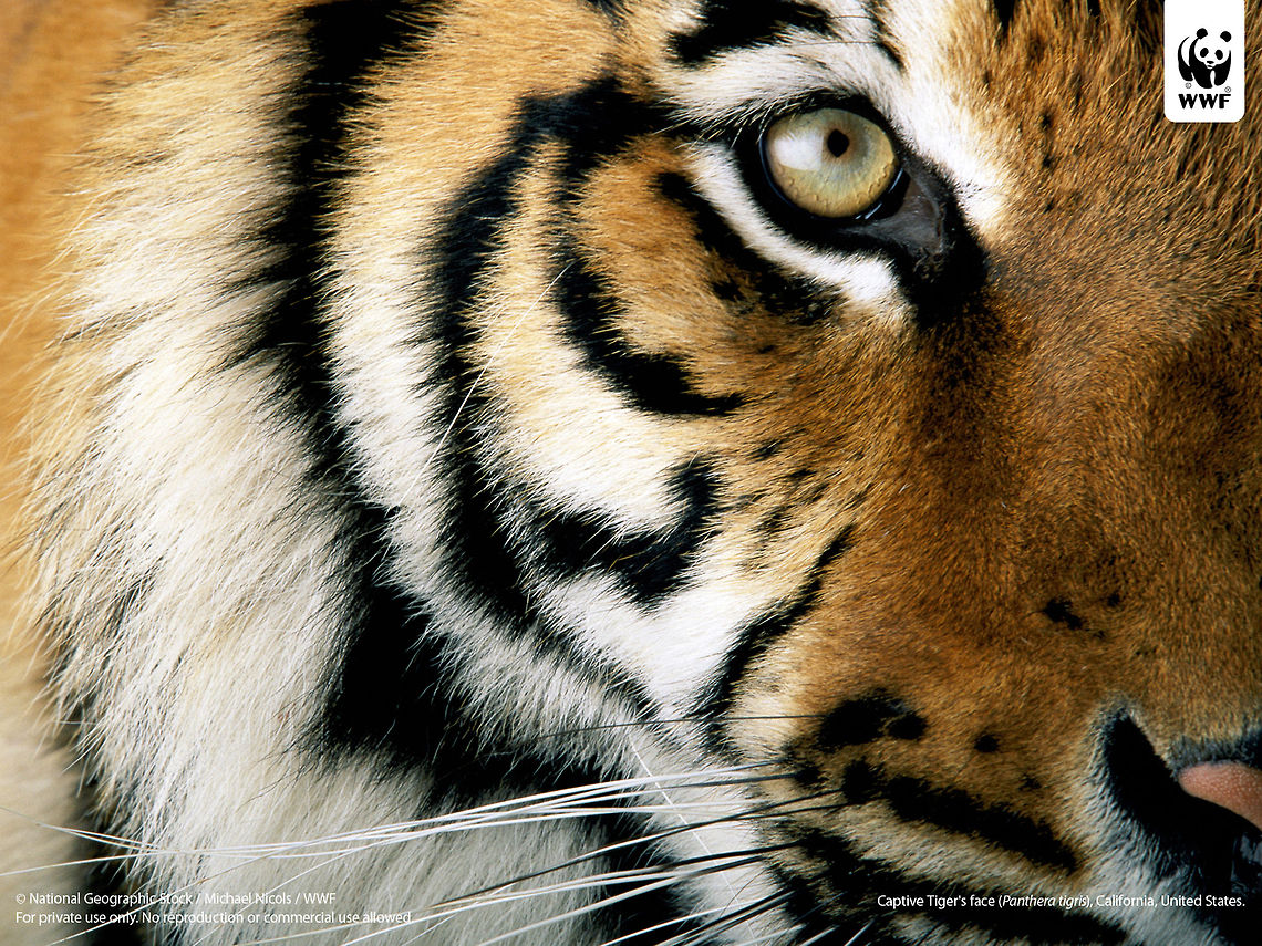 JungleDragon joins "Save Tigers Now" campaign To celebrate the 21,000 photos milestone (we donate for every 1,000 photos), JungleDragon has donated 100$ to the Save Tigers Now campaign, which is a collaboration between WWF and the Di Caprio Foundation. It is an effort to double the amount of wild tiger left (currently 3,200 only), save their last remaining habitat, and to battle wildlife trade of this iconic species. Below are several videos to learn more about the campaign:<br />
<br />
<section class="video"><iframe width="448" height="282" src="https://www.youtube-nocookie.com/embed/skYK7Fso-Js?hd=1&autoplay=0&rel=0" frameborder="0" allowfullscreen></iframe></section><br />
<br />
<section class="video"><iframe width="448" height="282" src="https://www.youtube-nocookie.com/embed/dLKhaJWc2rg?hd=1&autoplay=0&rel=0" frameborder="0" allowfullscreen></iframe></section><br />
<br />
<section class="video"><iframe width="448" height="282" src="https://www.youtube-nocookie.com/embed/52XvqIBBNgo?hd=1&autoplay=0&rel=0" frameborder="0" allowfullscreen></iframe></section><br />
<br />
<section class="video"><iframe width="448" height="282" src="https://www.youtube-nocookie.com/embed/viuyPG5Kzfc?hd=1&autoplay=0&rel=0" frameborder="0" allowfullscreen></iframe></section><br />
<br />
<section class="video"><iframe width="448" height="282" src="https://www.youtube-nocookie.com/embed/o8Wnemf0bIo?hd=1&autoplay=0&rel=0" frameborder="0" allowfullscreen></iframe></section><br />
<br />
<section class="video"><iframe width="448" height="282" src="https://www.youtube-nocookie.com/embed/mKjJfjrxL_w?hd=1&autoplay=0&rel=0" frameborder="0" allowfullscreen></iframe></section><br />
<br />
<section class="video"><iframe width="448" height="282" src="https://www.youtube-nocookie.com/embed/0MCWcXMX_Fc?hd=1&autoplay=0&rel=0" frameborder="0" allowfullscreen></iframe></section><br />
 Donations,Panthera tigris,tiger