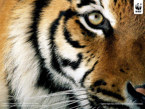 JungleDragon joins "Save Tigers Now" campaign To celebrate the 21,000 photos milestone (we donate for every 1,000 photos), JungleDragon has donated 100$ to the Save Tigers Now campaign, which is a collaboration between WWF and the Di Caprio Foundation. It is an effort to double the amount of wild tiger left (currently 3,200 only), save their last remaining habitat, and to battle wildlife trade of this iconic species. Below are several videos to learn more about the campaign:

https://www.youtube.com/watch?v=skYK7Fso-Js

https://www.youtube.com/watch?v=dLKhaJWc2rg

https://www.youtube.com/watch?v=52XvqIBBNgo

https://www.youtube.com/watch?v=viuyPG5Kzfc

https://www.youtube.com/watch?v=o8Wnemf0bIo

https://www.youtube.com/watch?v=mKjJfjrxL_w

https://www.youtube.com/watch?v=0MCWcXMX_Fc
 Donations,Panthera tigris,tiger
