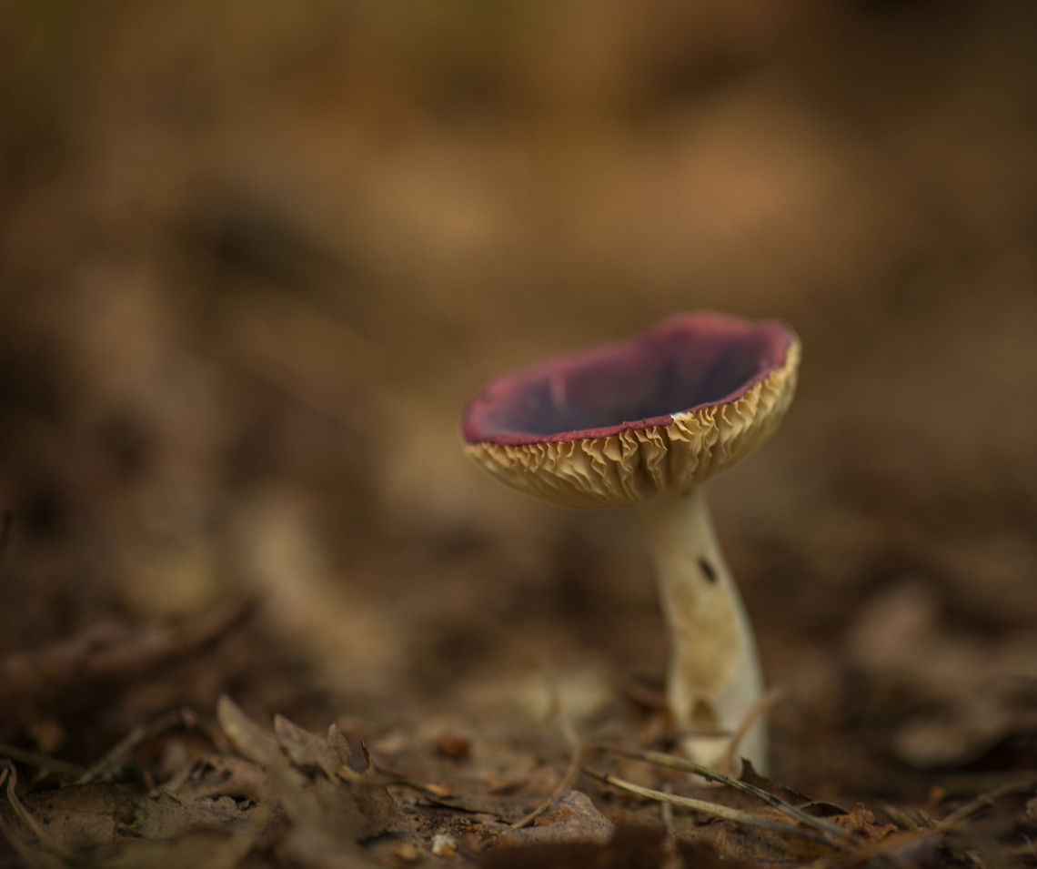 Purple-cap, white gills fungi, Netherlands Rosala, but exact species hard to identify. Europe,Fungi,Heeswijk,Macro,Netherlands,Russula atropurpurea,mushroom
