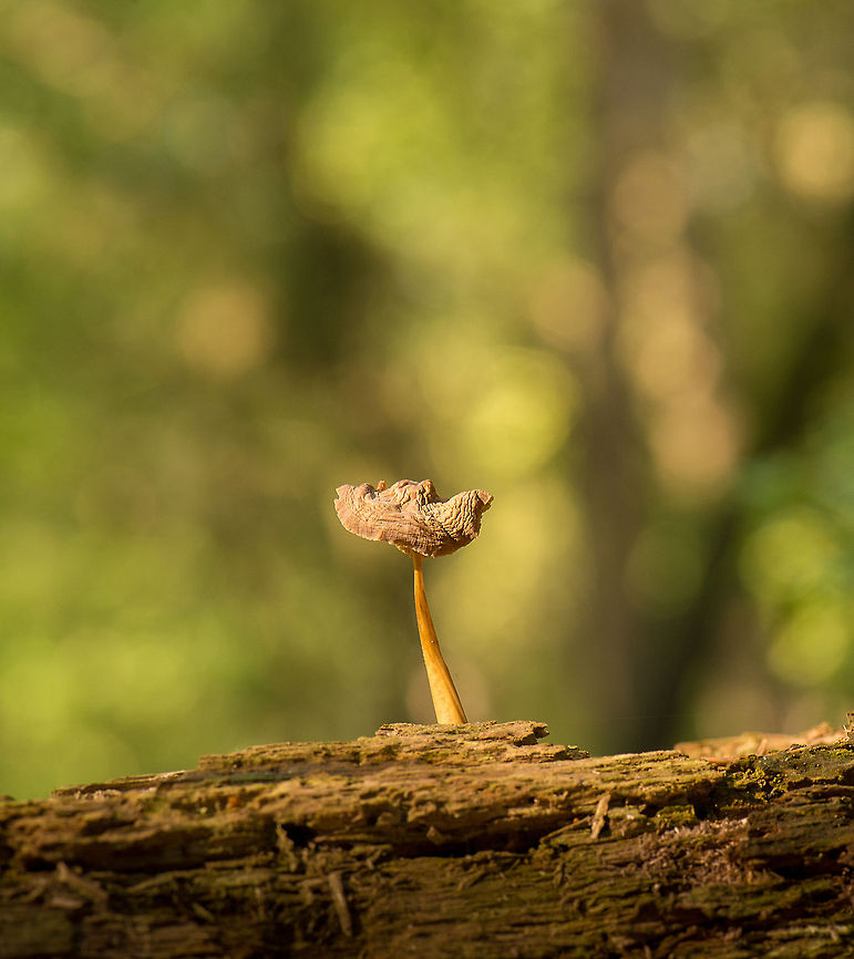 Fungi growing on fallen rotten wood, Netherlands  Europe,Heeswijk,Macro,Netherlands,autumn