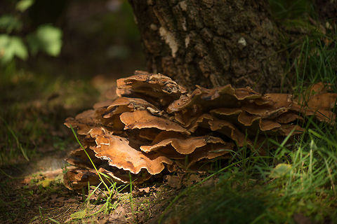 Giant polypore fungi, Netherlands  Europe,Fungi,Heeswijk,Macro,Meripilus giganteus,Netherlands