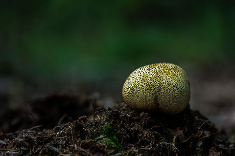 Common Earthball presents itself This species of fungi is abundant here currently, yet I have always struggled to present it in an interesting way. This specimen, however, was laying perfectly on a tiny hill, in a perfect state of maturity, with the last cool rays of the autumn sun highlighting its texture. Common Earthball,Europe,Heeswijk,Macro,Netherlands,Scleroderma citrinum,autumn