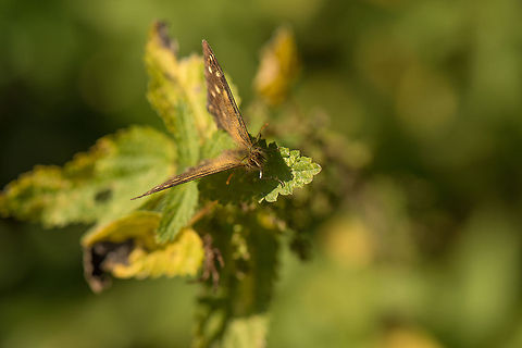 Speckled Wood during late summer Probably one of the last butterfly photos of the season for me, as winter is coming. Europe,Fungi,Heeswijk,Macro,Netherlands,Pararge aegeria,Speckled Wood