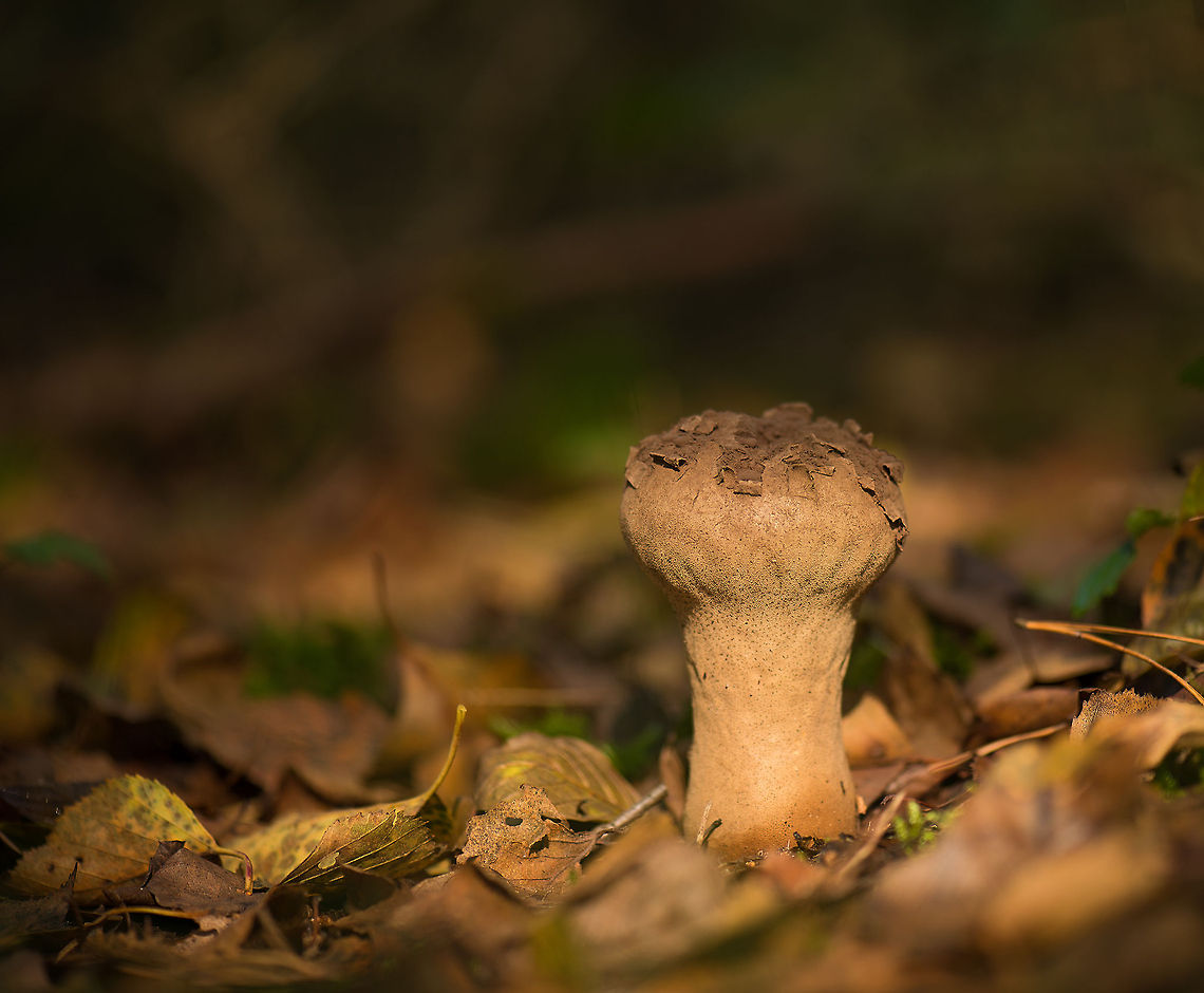 Lycoperdaceae, Heeswijk-Dintherse Bossen, Netherlands Exact species under investigation. Europe,Fungi,Handkea excipuliformis,Heeswijk,Macro,Netherlands,Pestle Puffball,autumn