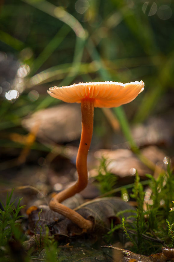 Curled stem growing through leaf, Heeswijk-Dintherse Bossen  Europe,Fungi,Heeswijk,Laccaria proxima,Macro,Netherlands,Scurfy Deceiver