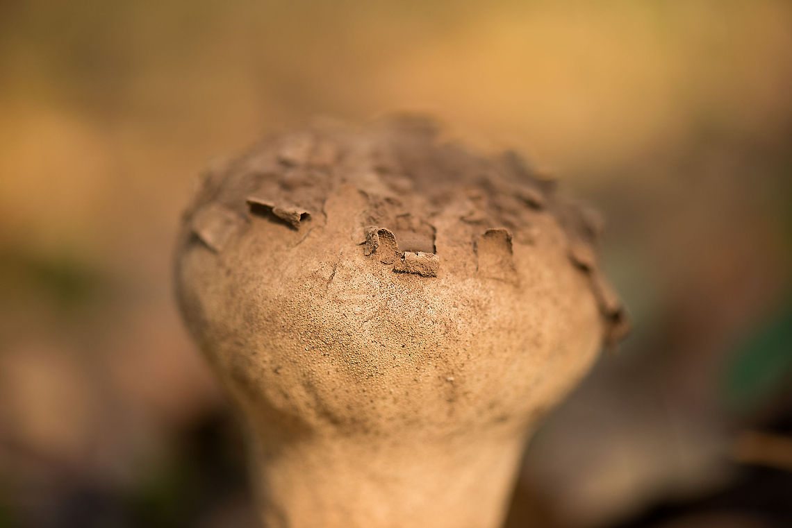 Closeup of Lycoperdaceae, Heeswijk-Dintherse Bossen, Netherlands Exact species under investigation. Europe,Fungi,Handkea excipuliformis,Heeswijk,Macro,Netherlands,Pestle Puffball