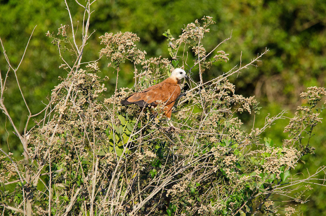 Black-collared Hawk (Busarellus nigricollis) The Pantanal belongs to birds of prey, which are found everywhere due to the safety of open areas and easy access to an unlimited supply of fish. This Black-collared hawk rests in bushes and tree tops planning its next kill. Bird of prey,Birds,Black-collared Hawk,Brazil,Busarellus nigricollis,Hawk,Pantanal