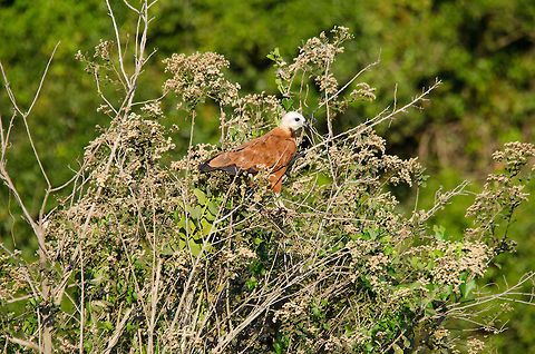 Black-collared Hawk (Busarellus nigricollis) The Pantanal belongs to birds of prey, which are found everywhere due to the safety of open areas and easy access to an unlimited supply of fish. This Black-collared hawk rests in bushes and tree tops planning its next kill. Bird of prey,Birds,Black-collared Hawk,Brazil,Busarellus nigricollis,Hawk,Pantanal