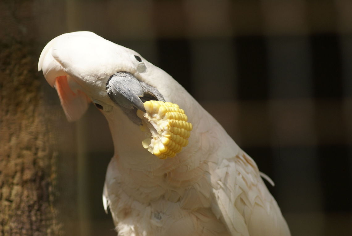 Hungry Cockatoo Don&#039;t ever interrupt a man&#039;s diner. Birds,Cacatua moluccensis,Cockatoo,Geotagged,Malaysia,Salmon-crested cockatoo