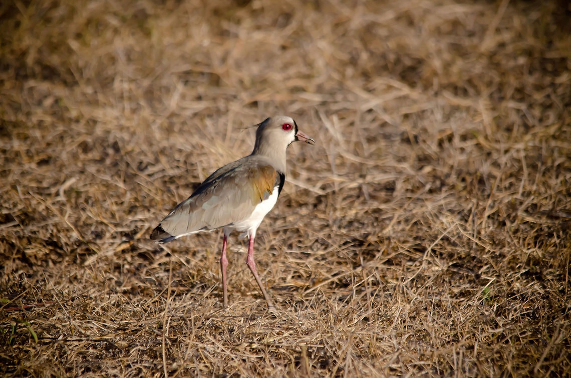 Southern Lapwing (Vanellus chilensis) Found in the Pantanal, paradise for bird lovers. Interesting fact: An almost identical (yet still extinct) &quot;prespecie&quot; of this bird existed during prehistoric times.  Birds,Brazil,Pantanal,Southern Lapwing,Vanellus chilensis