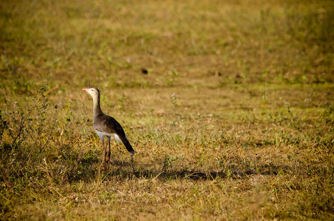Red-legged Seriema (Cariama cristata) I had to use my full 500mm zoom to capture this beautiful Seriema, who was sure to keep a big minimal distance. This is a real land bird, always on foot, fast to run, and nesting on the ground as well. They are fairly aggressive amongst each other and fight like roosters: feet first. Brazil,Cariama cristata,Crested Cariama,Pantanal,Red-legged Seriema