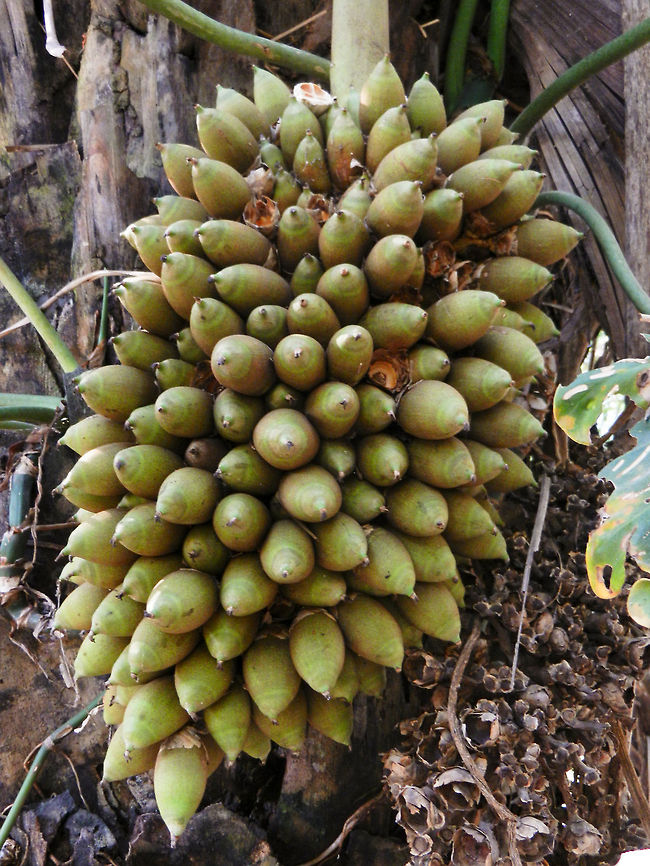 Acuri palm nuts Not the greatest photo but I wanted to share this for educational purposes. These are the fruits of the Acuri Palm, omnipresent in the Pantanal, and the main diet for almost all monkeys and parrots. <br />
<br />
These nuts are hard as stone. You cant put a dent in it with your bare hands, you can barely damage it by hitting it on stone either. Yet, both cappuchin monkeys and parrots have no trouble opening them. Acuri Palm,Attalea phalerata,Brazil,Fruit,Pantanal,Trees