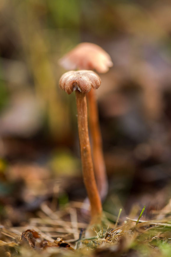 Deceiver fungi, Netherlands Judged by its stem and other species found around it, I&#039;m thinking this is some kind of deceiver, but I&#039;m not sure which one yet. Europe,Fungi,Heeswijk,Macro,Netherlands