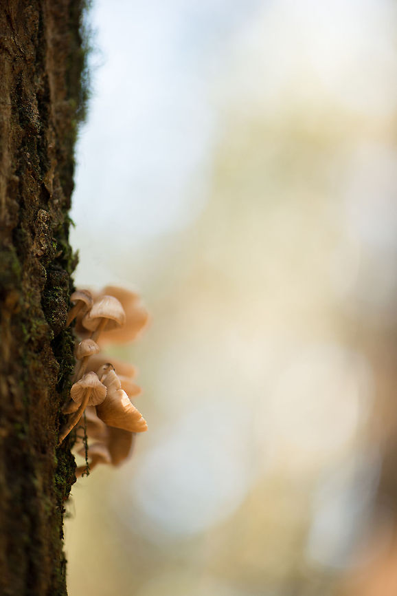 Fungi growing on standing tree, Netherlands This is my first tryout with the DR-5 viewfinder, which allows me to pinpoint focus in ground-level scenes without breaking my neck. Europe,Fungi,Heeswijk,Macro,Netherlands